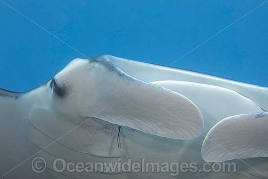 Giant Oceanic Manta Ray photo