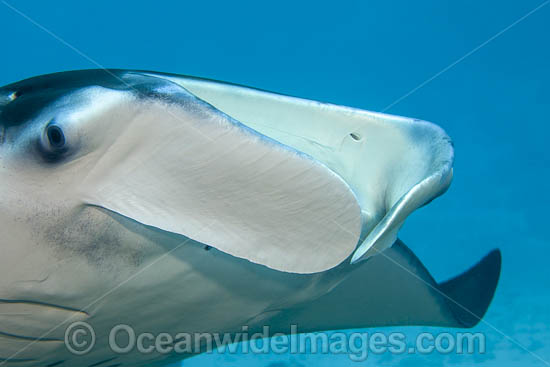 Giant Oceanic Manta Ray photo