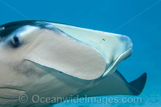 Giant Oceanic Manta Ray photo Giant Oceanic Manta Ray photo