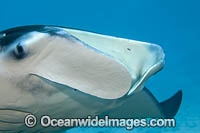 Giant Oceanic Manta Ray Photo - David Fleetham