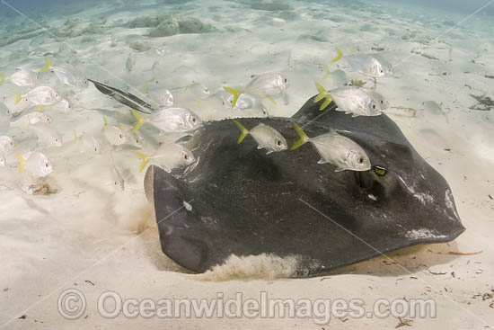 Southern Stingray and Jacks photo