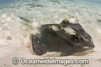 Southern Stingray and Jacks Photo - David Fleetham