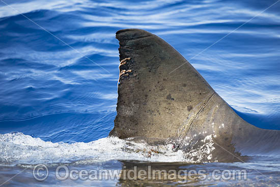 Great White Shark dorsal fin photo