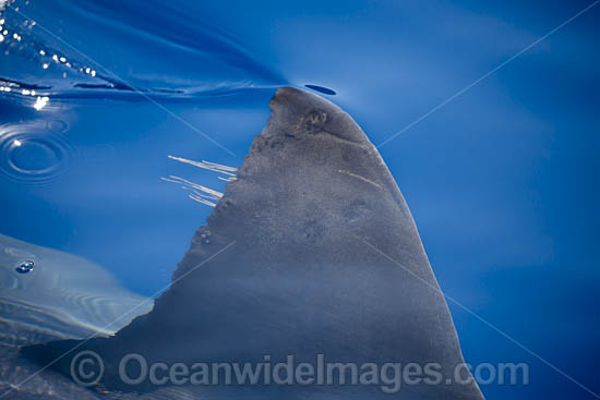 Great White Shark dorsal fin photo