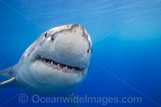 Great White Shark underwater photo