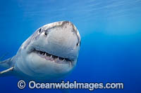 Great White Shark underwater Photo - David Fleetham