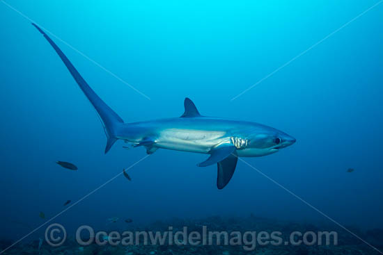 Thresher Shark Alopias pelagicus photo Thresher Shark Alopias pelagicus photo
