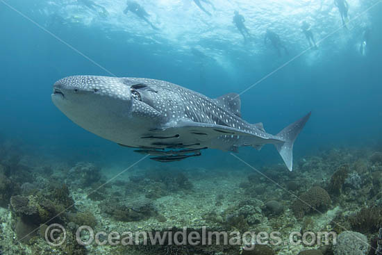 Whale Shark and Snorkelers photo