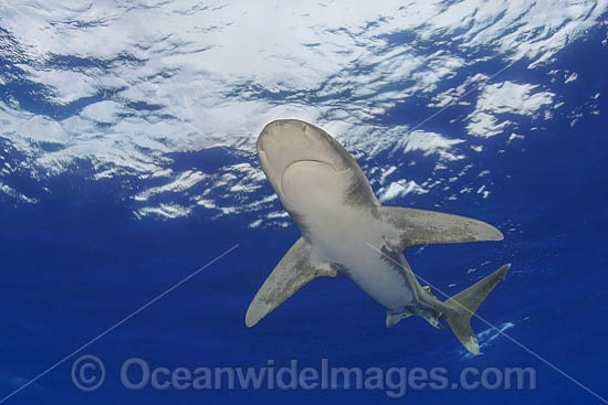 Oceanic Whitetip Shark Hawaii photo