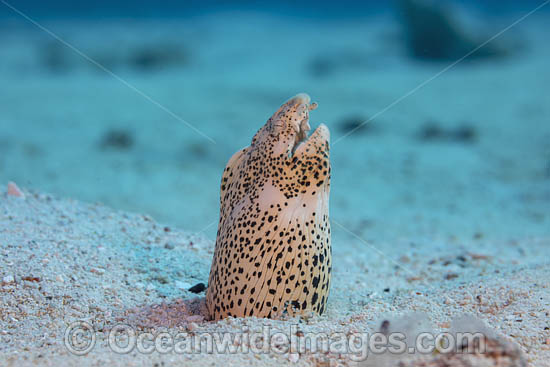 Freckled Snake Eel (Callechelys lutea), in loose sand. Photo taken off Hawaii, USA. Photo - David Fleetham Freckled Snake Eel (Callechelys lutea), in loose sand. Photo taken off Hawaii, USA. Photo - David Fleetham