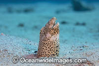 Freckled Snake Eel Photo - David Fleetham