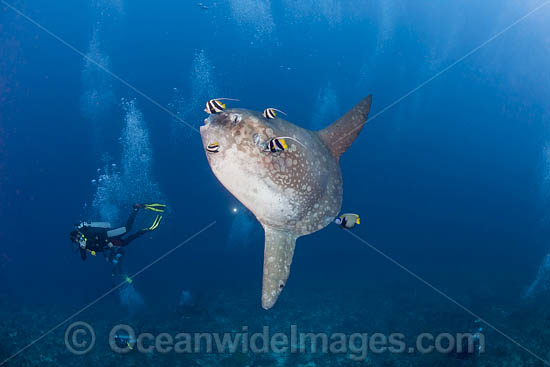 Ocean Sunfish photo