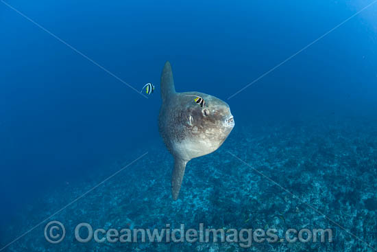 Ocean Sunfish photo