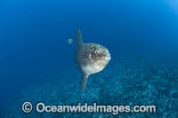 Ocean Sunfish Photo - David Fleetham