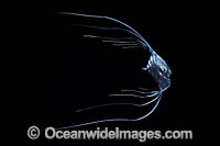 Threadfin Jack Photo - David Fleetham