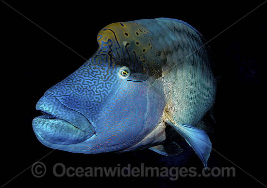 Napolean Wrasse (Cheilinus undulatus). Also known as Humphead Maori Wrasse, Giant Wrasse, Double-headed Maori Wrasse. Found east coast of Africa and Red Sea's ocean, Indian Ocean to the Pacific Ocean. Classified Endangered IUCN Red List. Photo - David Fleetham