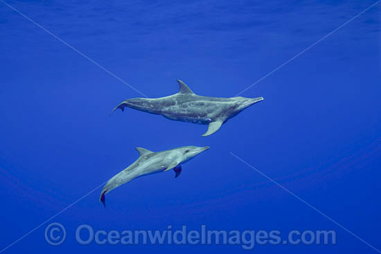 Rough-toothed Dolphin photo