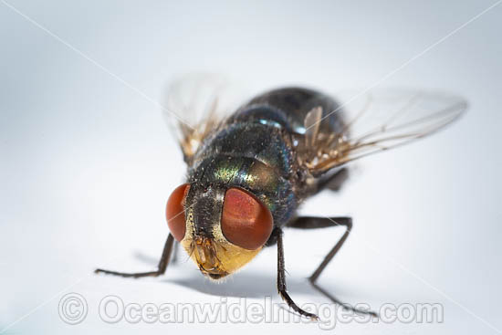 Blow Fly. Also known as Bottle Fly. Photo taken in Coffs Harbour, New South Wales, Australia. Photo - Gary Bell Blow Fly. Also known as Bottle Fly. Photo taken in Coffs Harbour, New South Wales, Australia. Photo - Gary Bell