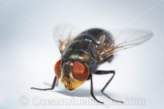 Blow Fly photo