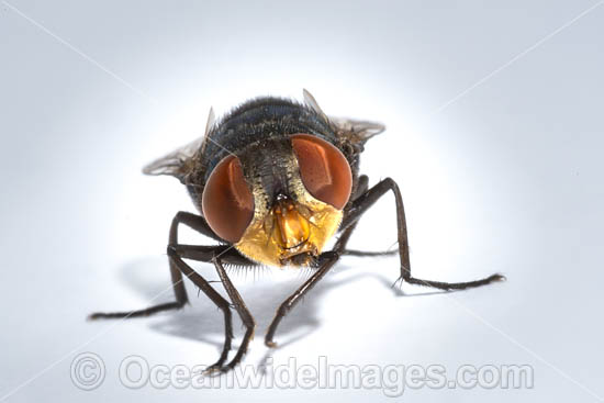 Blow Fly photo