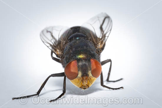 Blow Fly photo