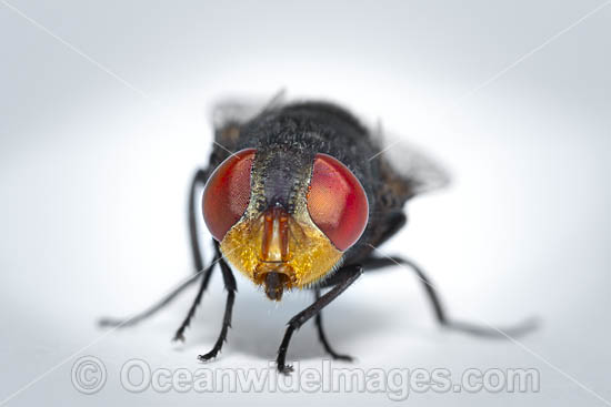 Blow Fly. Also known as Bottle Fly. Photo taken in Coffs Harbour, New South Wales, Australia. Photo - Gary Bell Blow Fly. Also known as Bottle Fly. Photo taken in Coffs Harbour, New South Wales, Australia. Photo - Gary Bell
