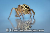 Jumping Spider Photo - Gary Bell