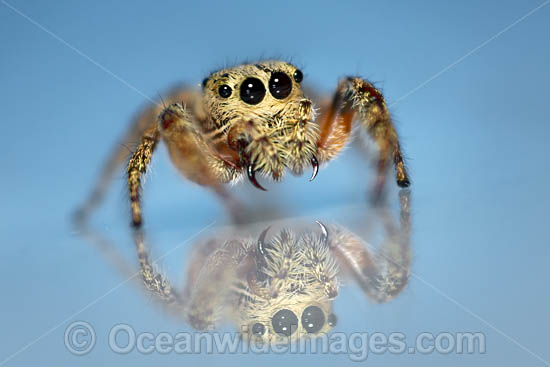 Jumping Spider photo