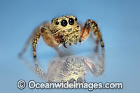 Jumping Spider Photo - Gary Bell