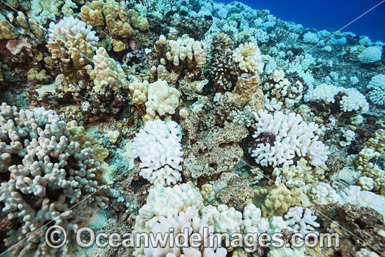 Bleached Coral Hawaii photo