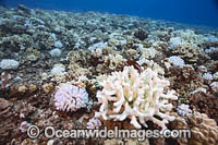 Bleached Coral Hawaii Photo - David Fleetham