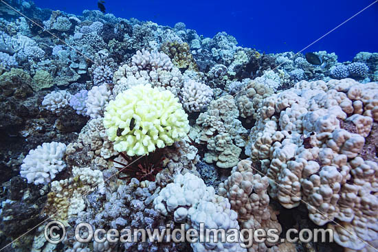 Bleached Coral Hawaii photo