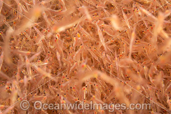 Mysid Shrimp photo Mysid Shrimp photo