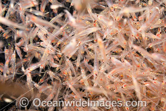 Mysid Shrimp photo Mysid Shrimp photo