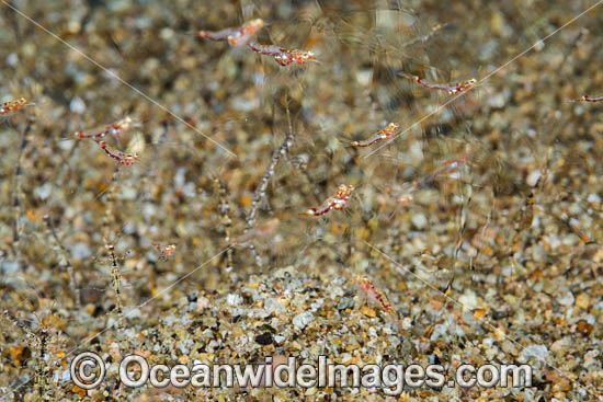Mysid Shrimp photo Mysid Shrimp photo