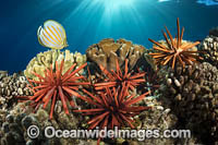 Slate Pencil Sea Urchins Photo - David Fleetham