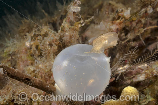 Broadclub Cuttlefish egg case photo