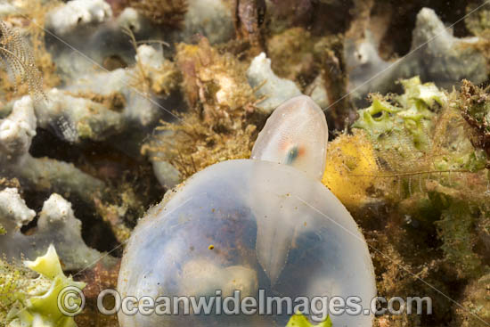 Broadclub Cuttlefish egg case photo