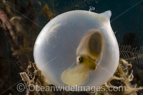 Broadclub Cuttlefish hatchling photo