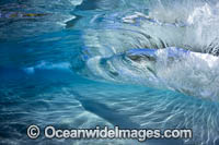 Wave breaking Photo - David Fleetham