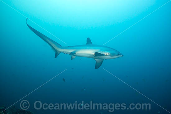 Thresher Shark Alopias pelagicus photo