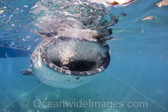 Whale Shark feeding photo