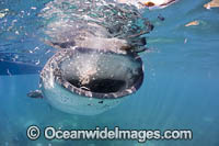 Whale Shark feeding Photo - David Fleetham