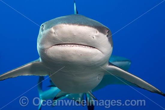 Blacktip Reef Shark photo