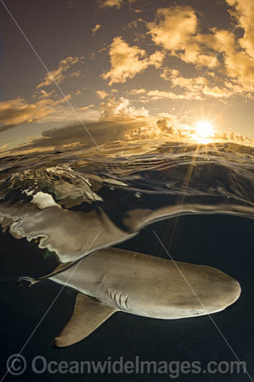 Blacktip Reef Shark photo Blacktip Reef Shark photo