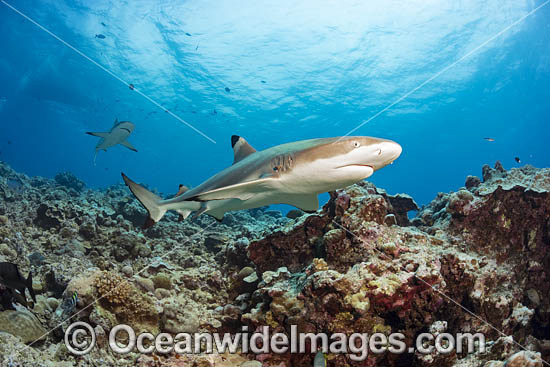 Blacktip Reef Shark photo Blacktip Reef Shark photo