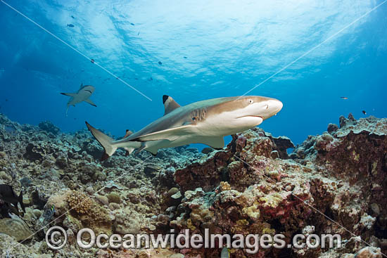 Blacktip Reef Shark photo