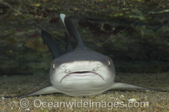 Whitetip Reef Shark photo