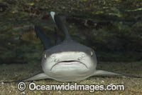 Whitetip Reef Shark Photo - David Fleetham