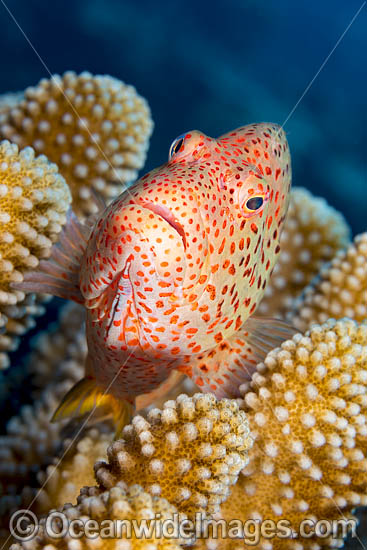 Ring-eyed Hawkfish photo Ring-eyed Hawkfish photo